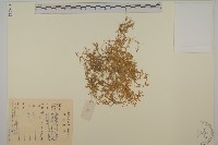 藏品(雀舌草)的圖片