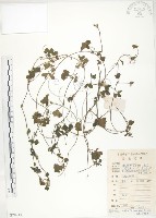 藏品(蛇莓、地莓、龍吐珠)的圖片