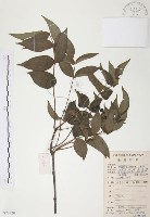 藏品(灰色木藍)的圖片