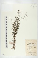 藏品(茅膏菜)的圖片