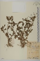 藏品(魚眼菊)的圖片