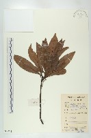 藏品(禿瓣杜英)的圖片