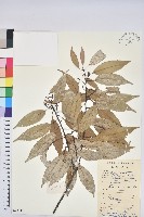 藏品(細葉青剛、黑稠、黑櫟、小葉青剛)的圖片