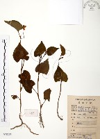 藏品(臭腥草、蕺菜)的圖片