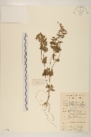 藏品(小米菊)的圖片