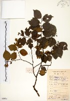 藏品(朴樹)的圖片