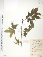 藏品(小構樹)的圖片