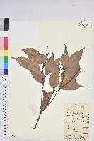 藏品(反刺苦櫧)的圖片