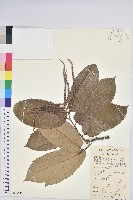 藏品(板栗)的圖片