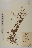 藏品(紫背草)的圖片