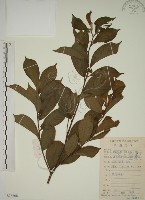 藏品(鈍齒鼠李)的圖片