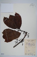 藏品(長花厚殼樹)的圖片