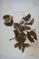 藏品(小葉獼猴桃)的圖片