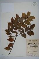 藏品(四川冬青)的圖片