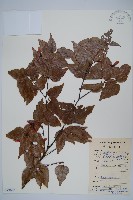 藏品(小紫果槭)的圖片