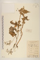 藏品(山苦藚、假福王草)的圖片