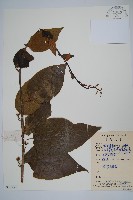 藏品(闊葉獼猴桃)的圖片