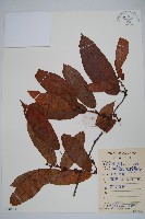 藏品(華南獼猴桃)的圖片