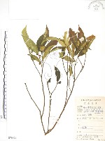 藏品(天仙果、臺灣榕)的圖片