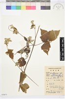 藏品(鈍齒鐵線蓮)的圖片