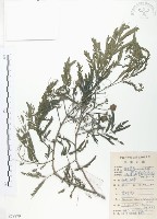 藏品(銀合歡)的圖片