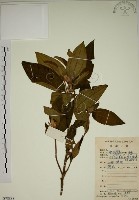 藏品(野牡丹)的圖片