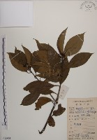 藏品(木荷)的圖片