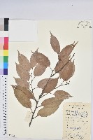 藏品(反刺苦櫧)的圖片