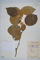 藏品(毛花楊桃)的圖片