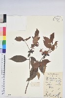 藏品(溪畔杜鵑花)的圖片