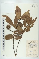 藏品(猴歡喜)的圖片