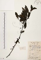 藏品(山胡椒)的圖片