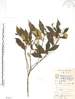 藏品(天仙果、臺灣榕)的圖片