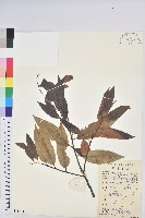 藏品(火燒柯、栲樹)的圖片