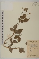 藏品(白花鬼針)的圖片