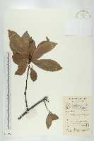 藏品(禿瓣杜英)的圖片