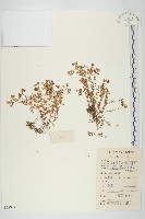 藏品(珠芽佛甲草)的圖片