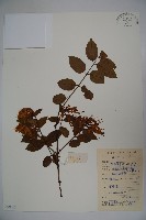 藏品(山銀花)的圖片