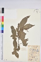 藏品(扛香藤)的圖片