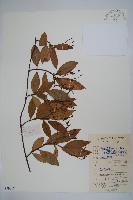 藏品(短柱絡石)的圖片