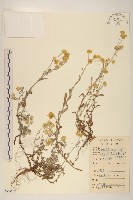 藏品(鼠麴草)的圖片