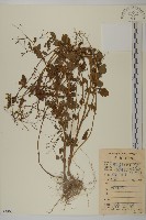 藏品(魚眼菊)的圖片