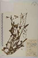 藏品(紫背草)的圖片