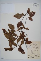 藏品(闊葉獼猴桃)的圖片