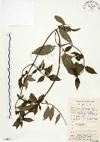 藏品(毛玉葉金花)的圖片