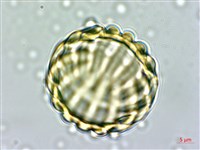 藏品(狹葉遠志)的圖片