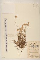 藏品(父子草、天青地白)的圖片