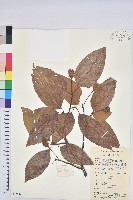 藏品(水青岡)的圖片