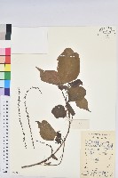 藏品(紅背山麻桿)的圖片