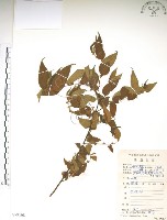 藏品(銳葉山黃麻)的圖片